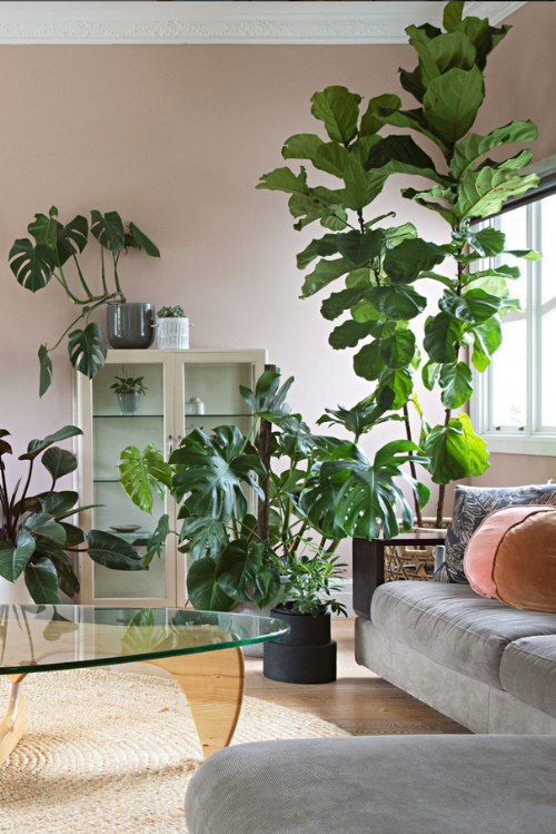 small living room plants